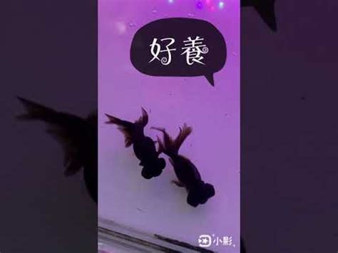 黑牡丹金魚風水|為何黑牡丹魚被視為風水寶物？